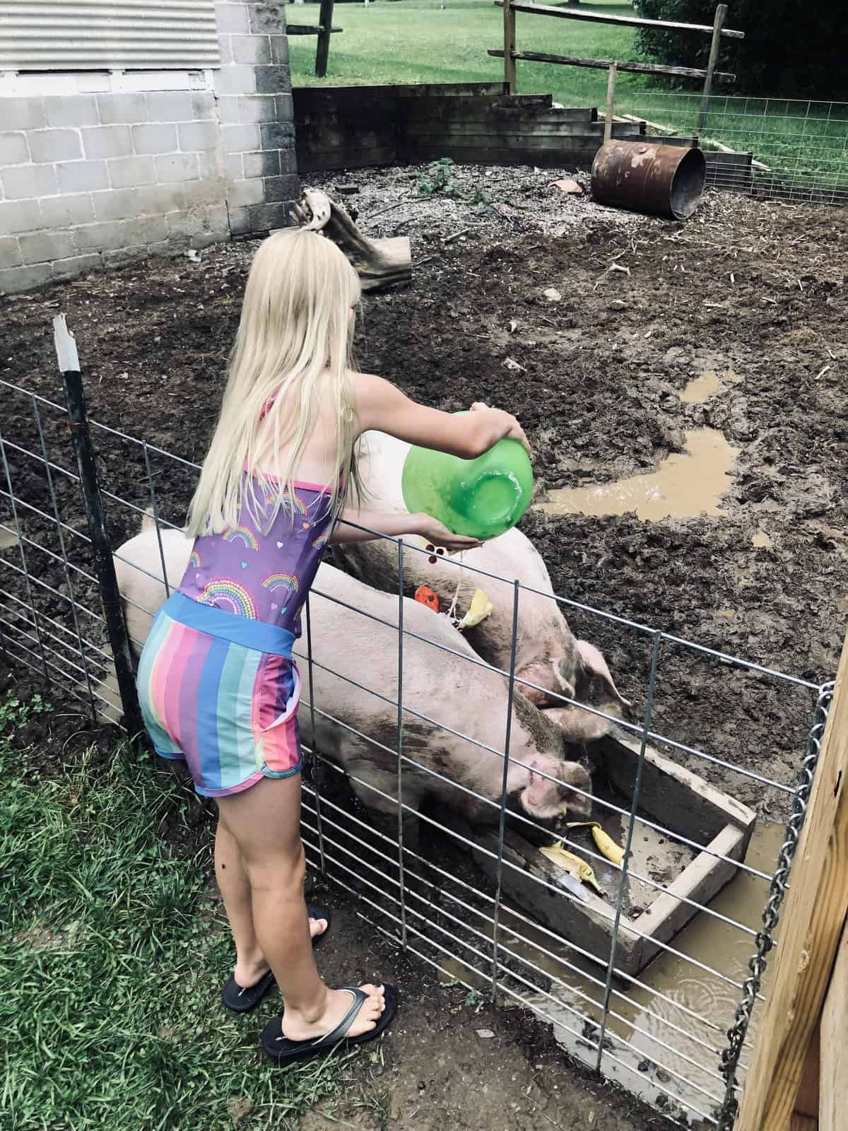Advice from Homeschool Moms for Beginners girl feeding pigs